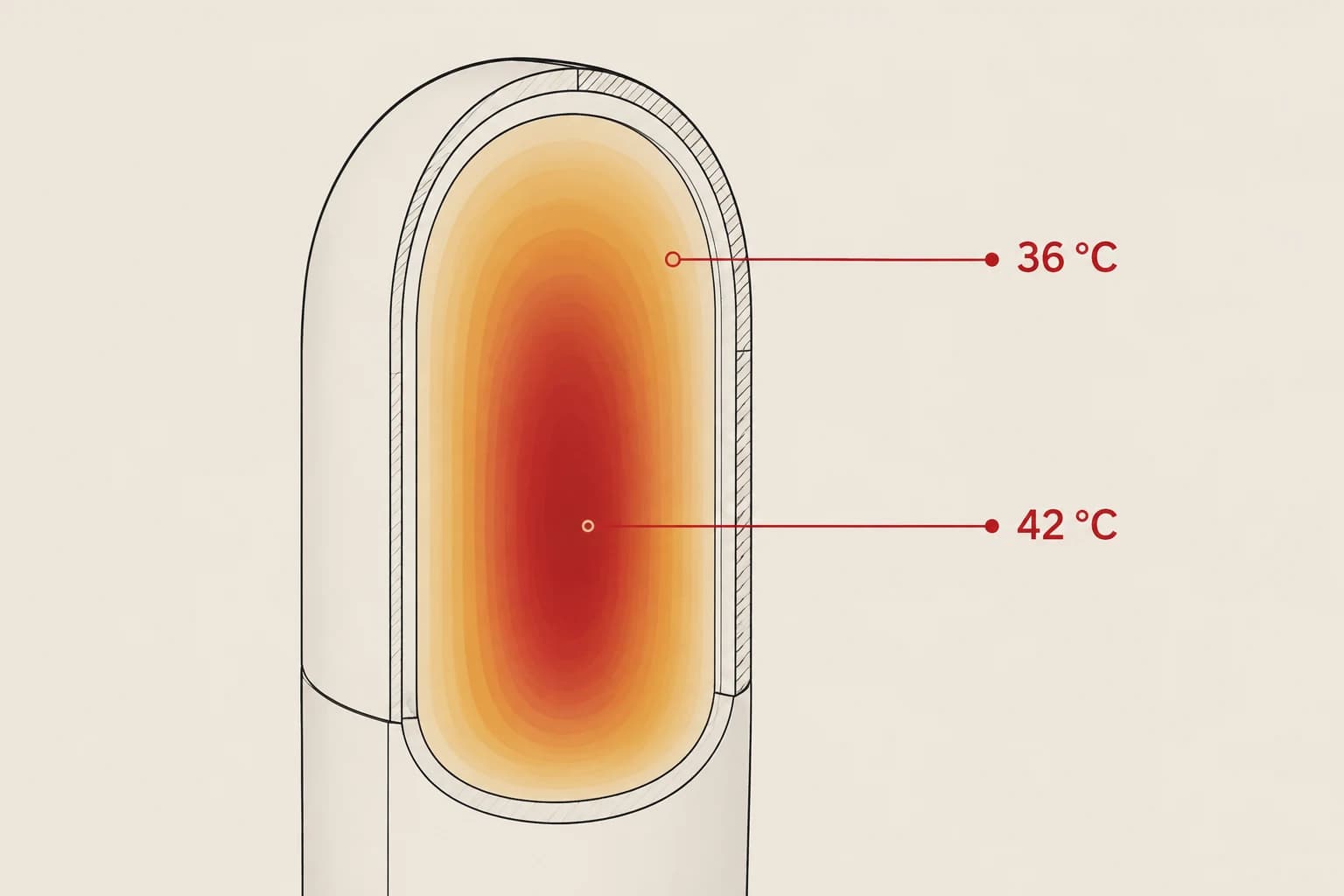 Technische doorsnede met een warmteverloop van 42 °C in de kern naar 36 °C aan het oppervlak